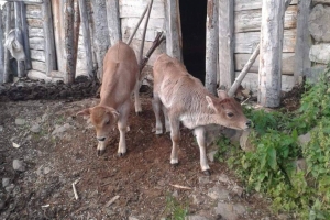 Yusufeli Eski Resimleri